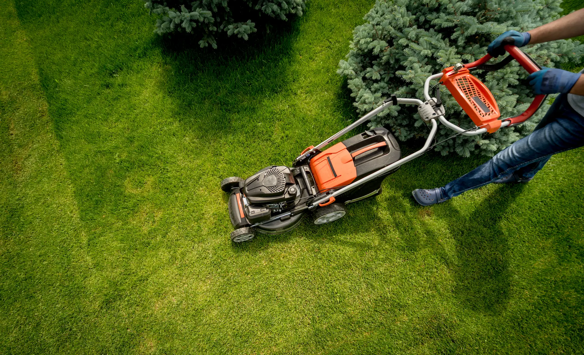 Professional Lawn Care Charleston